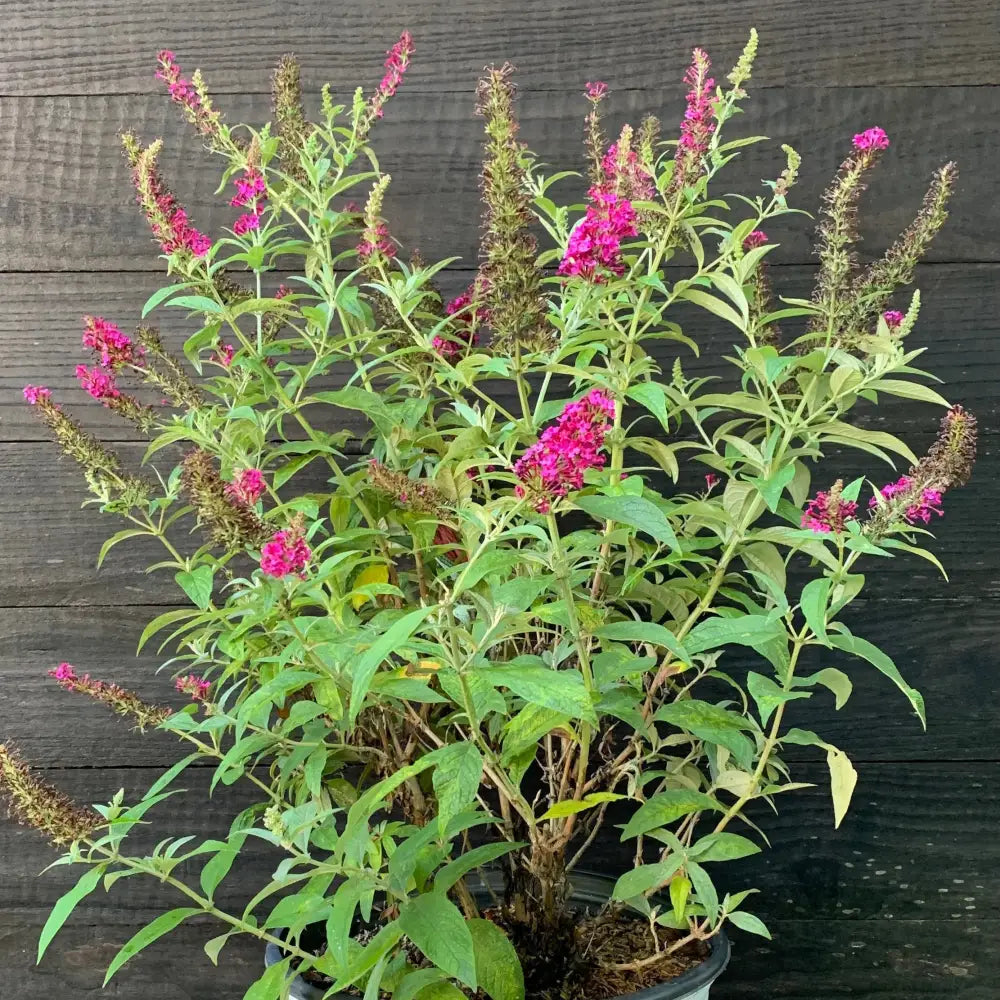 Miss Molly Butterfly Bush 3 GALLON Shrub