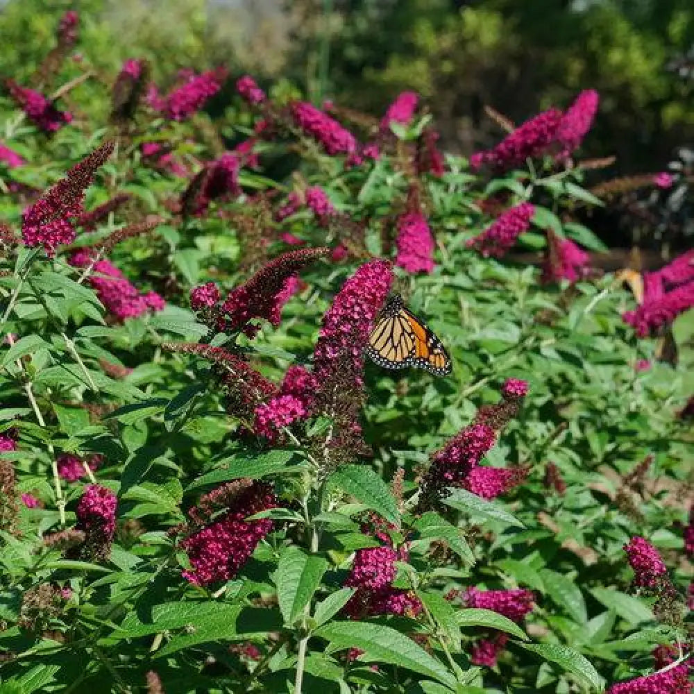 Miss Molly Butterfly Bush 3 GALLON Shrub