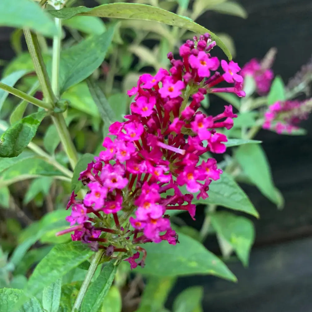 Miss Molly Butterfly Bush 3 GALLON Shrub