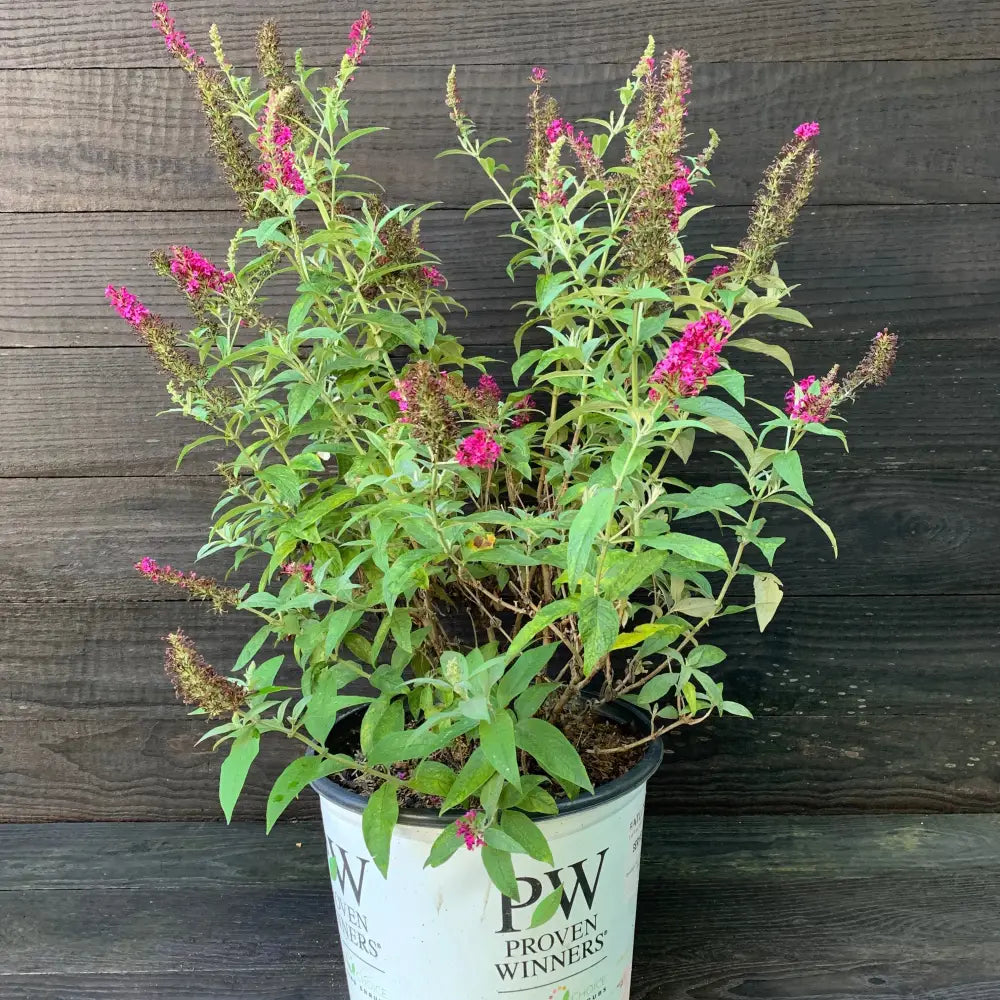 Miss Molly Butterfly Bush 3 GALLON Shrub