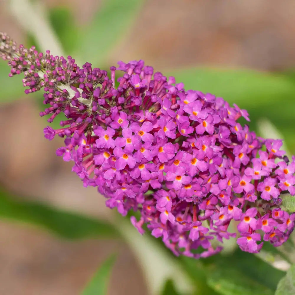 Miss Ruby Butterfly Bush 3 GALLON Shrub