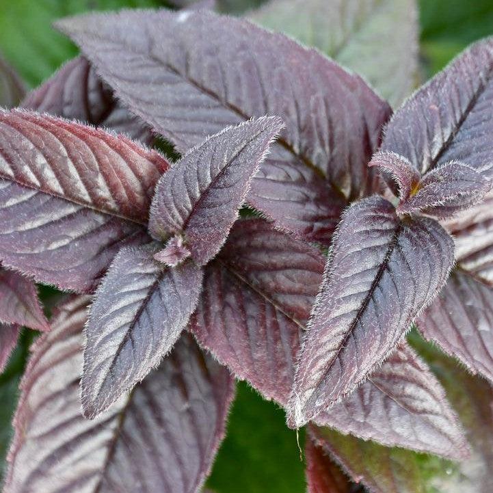 Monarda bradburiana 'Midnight Oil' - Midnight Oil Bee Balm