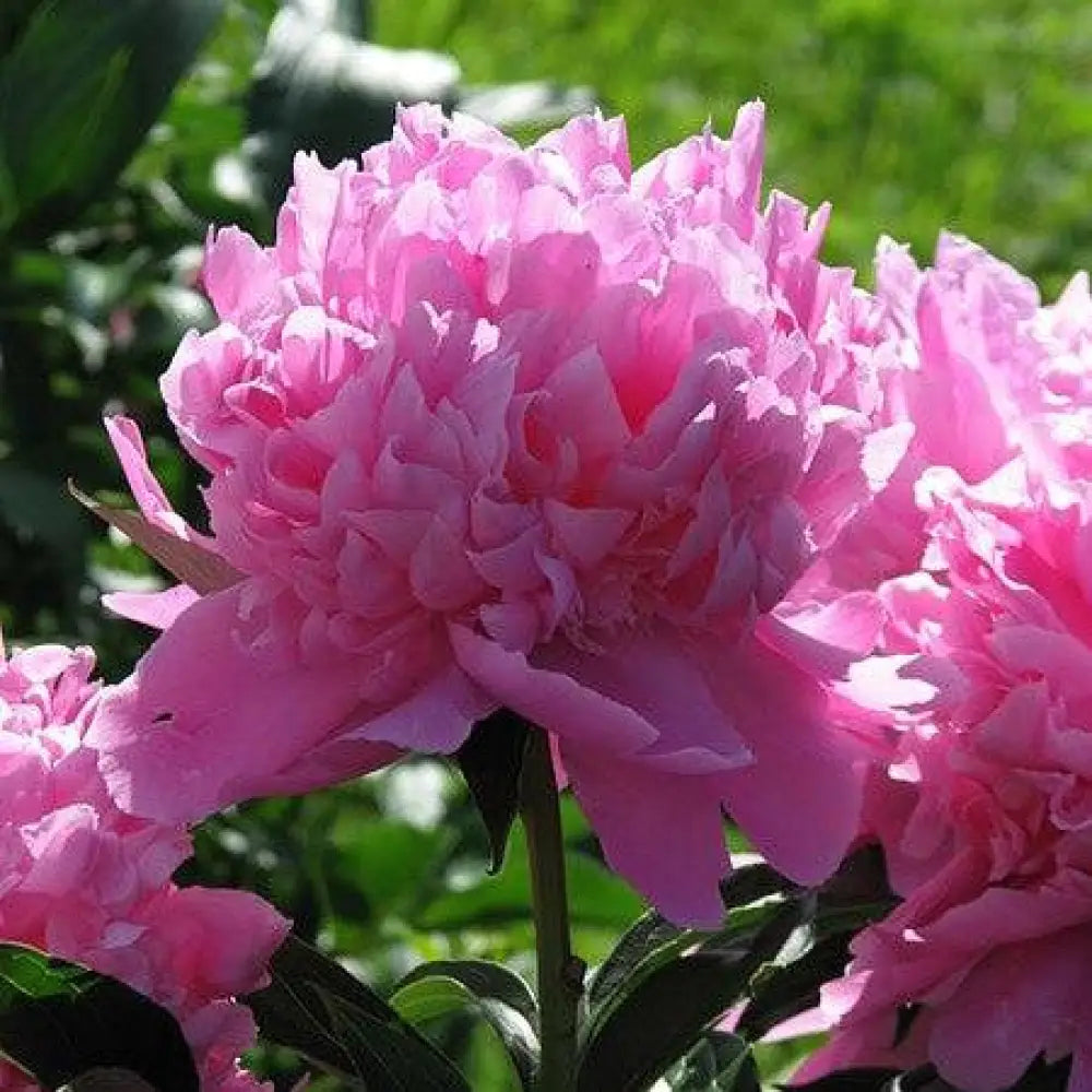 Monsieur Jules Elie Peony 3 GALLON Perennial