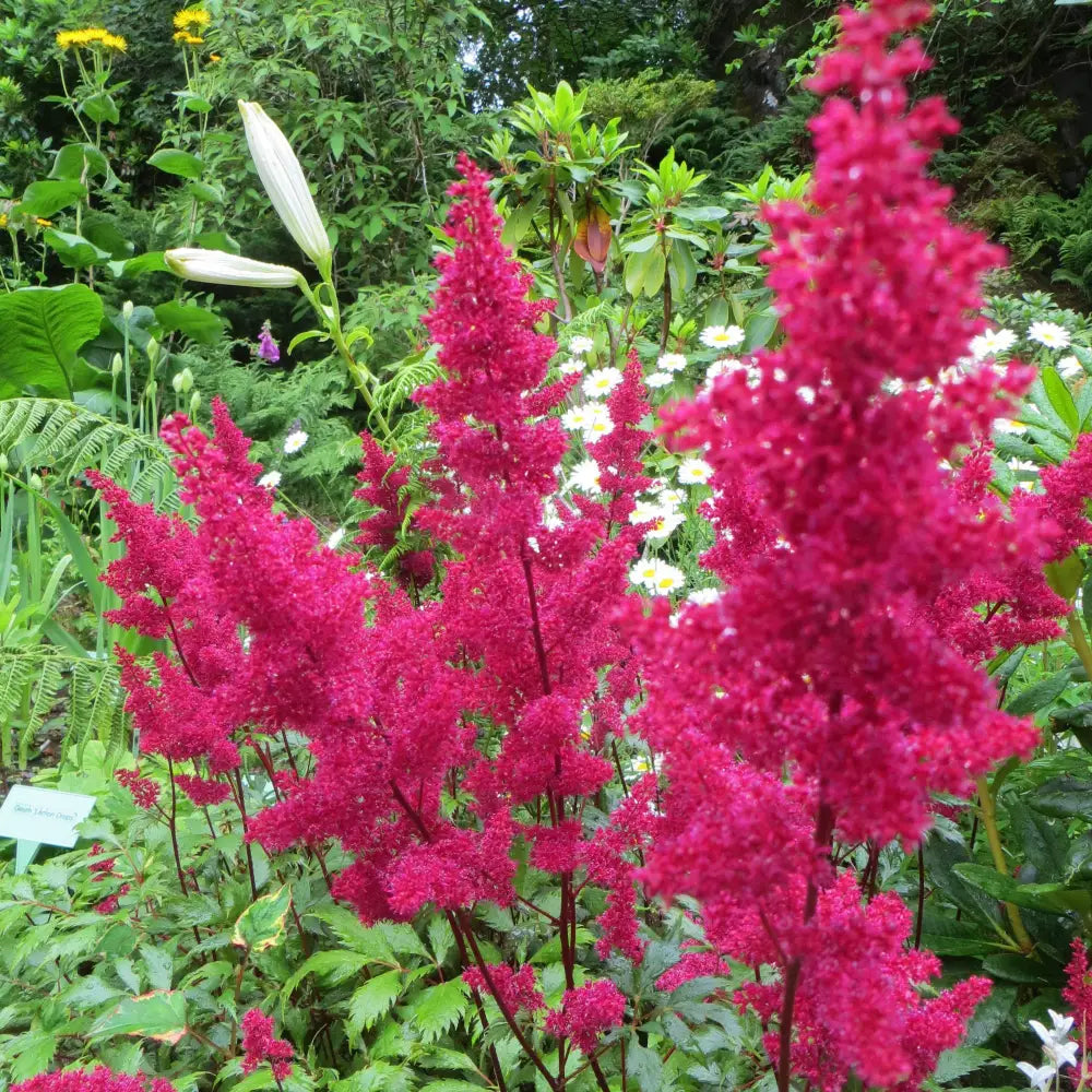 Montgomery Japanese Astilbe Perennial