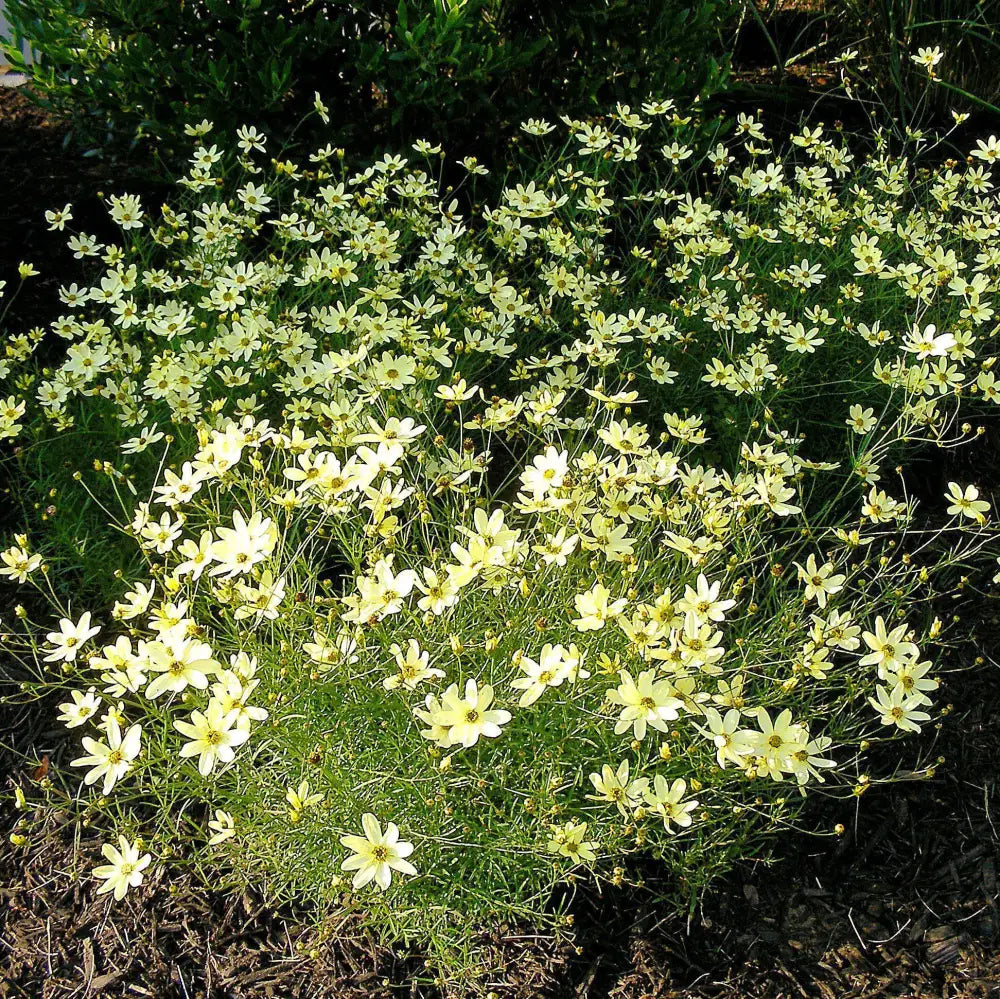 Moonbeam Threadleaf Coreopsis Perennial