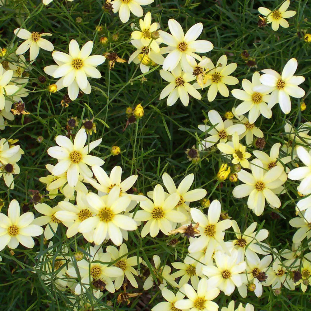 Moonbeam Threadleaf Coreopsis Perennial