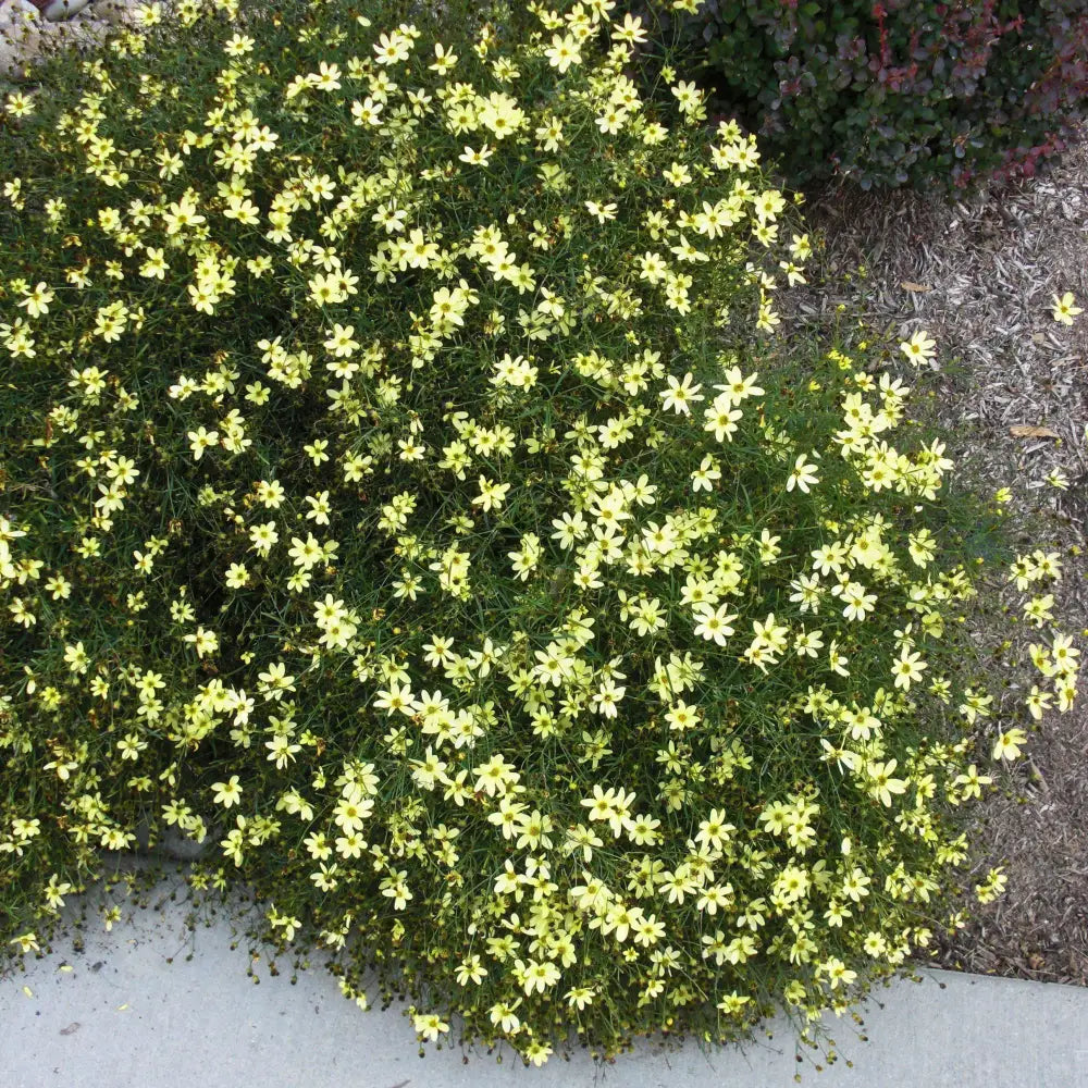 Moonbeam Threadleaf Coreopsis Perennial