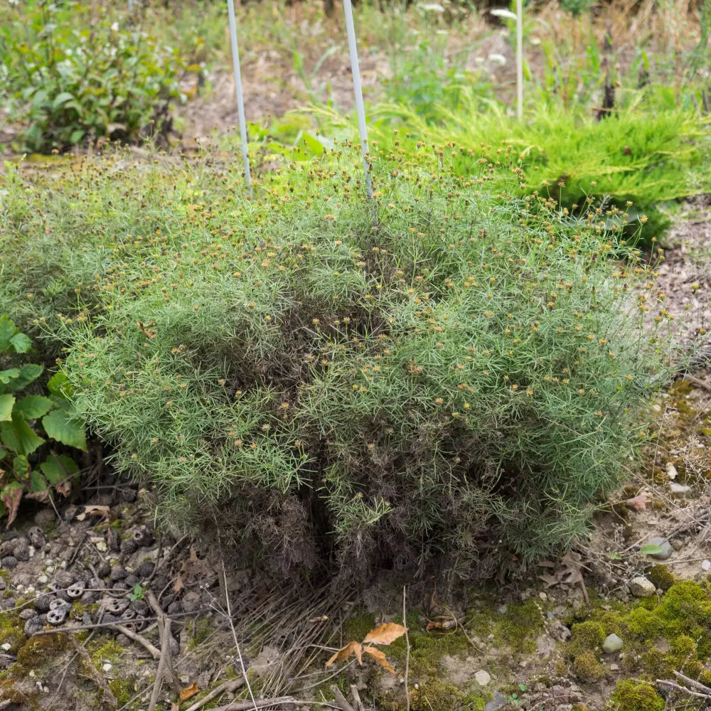 Moonbeam Threadleaf Coreopsis Perennial
