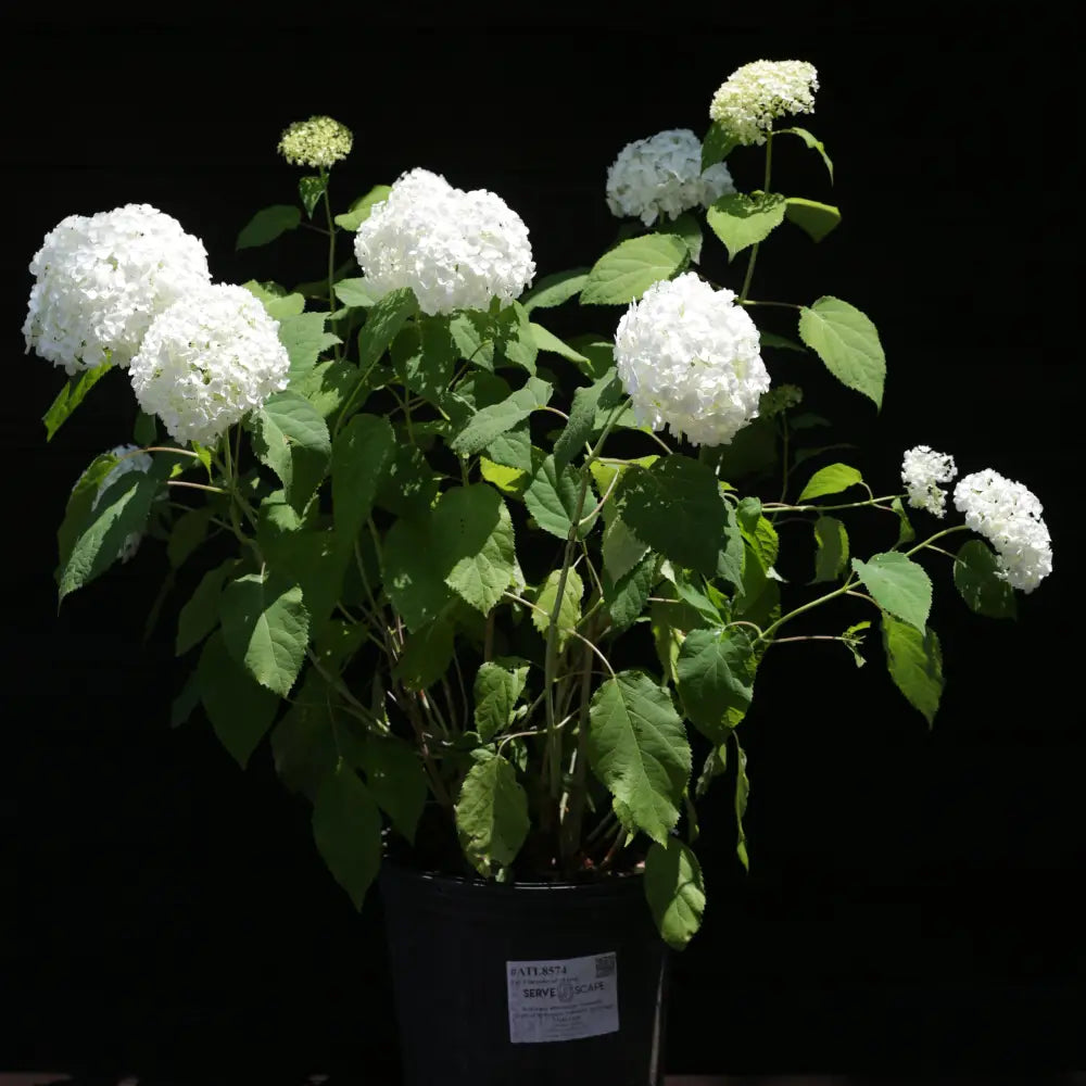 Mophead Hydrangea Annabelle Hydrangea 3 GALLON Shrub