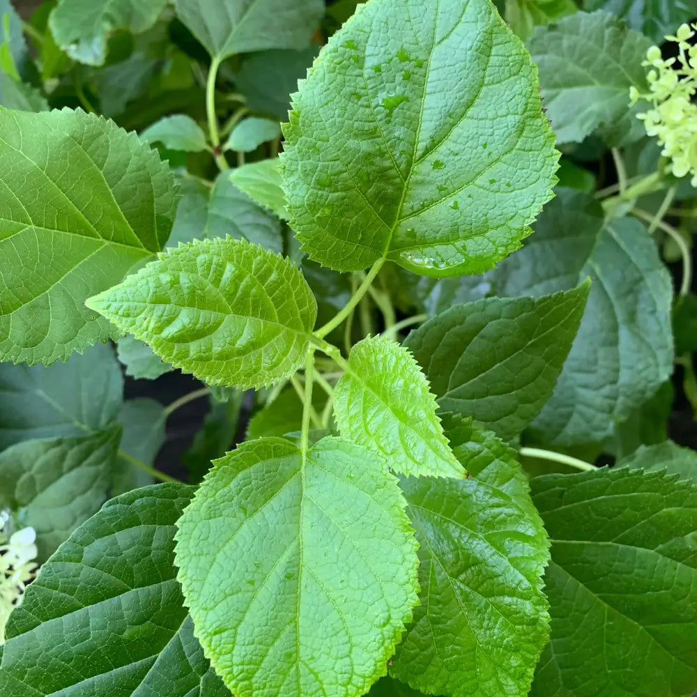 Mophead Hydrangea Annabelle Hydrangea 3 GALLON Shrub