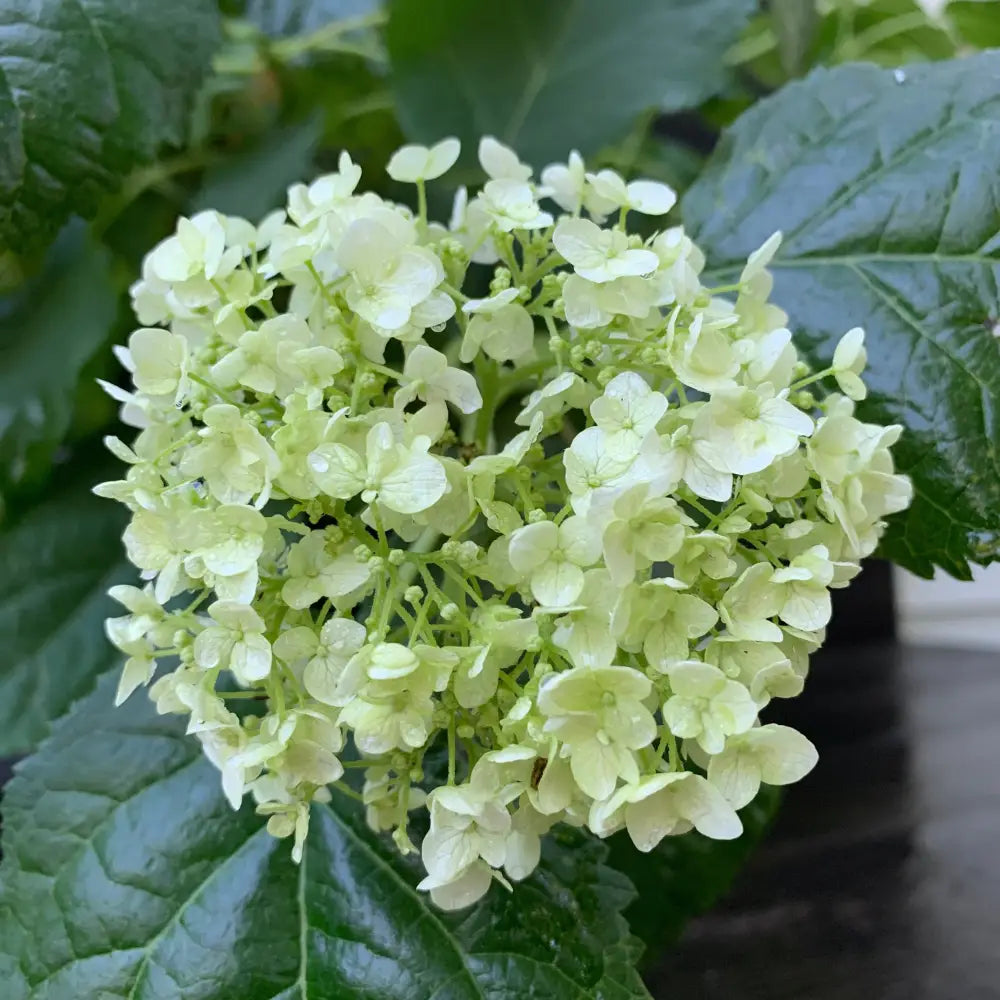 Mophead Hydrangea Annabelle Hydrangea 3 GALLON Shrub