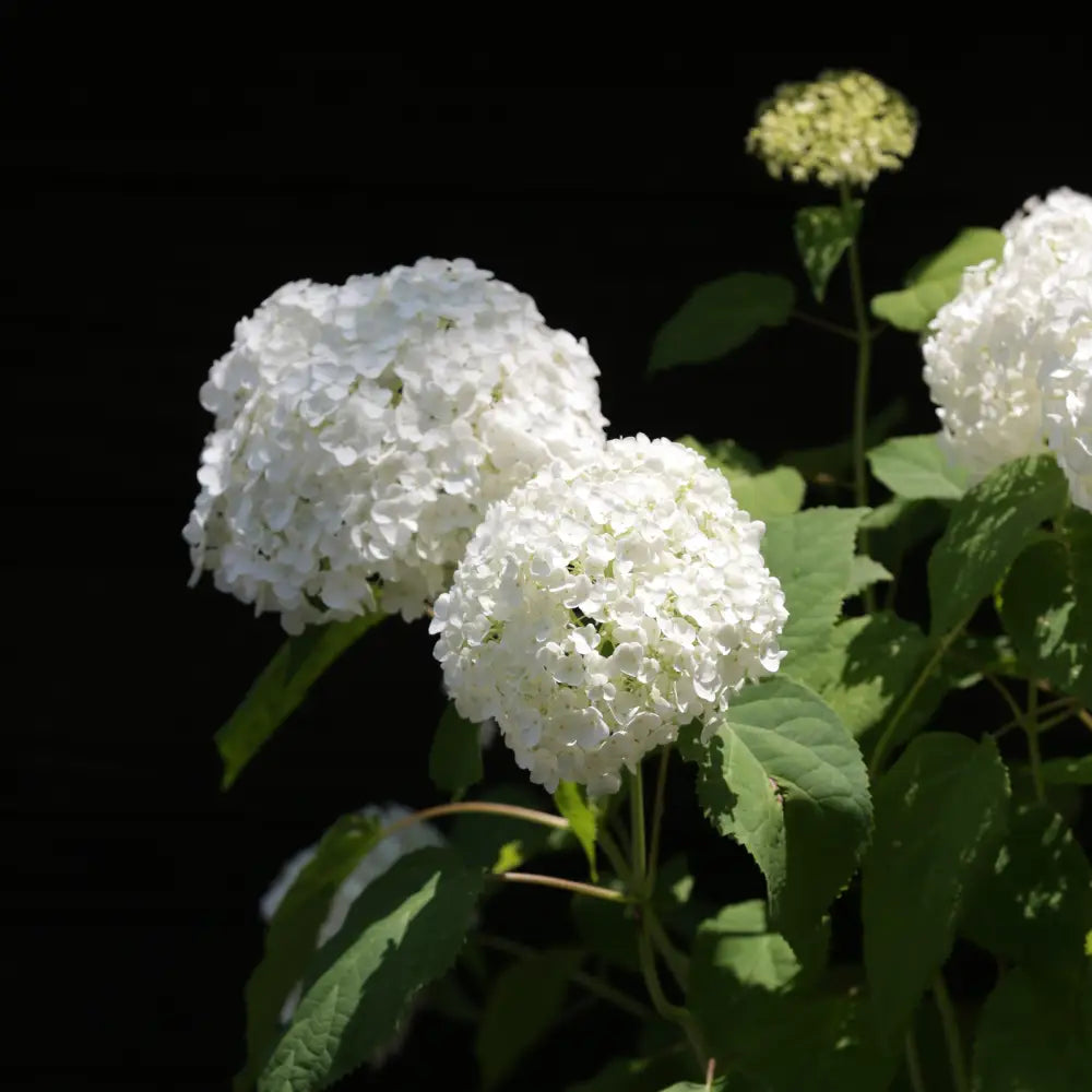 Mophead Hydrangea Annabelle Hydrangea 3 GALLON Shrub
