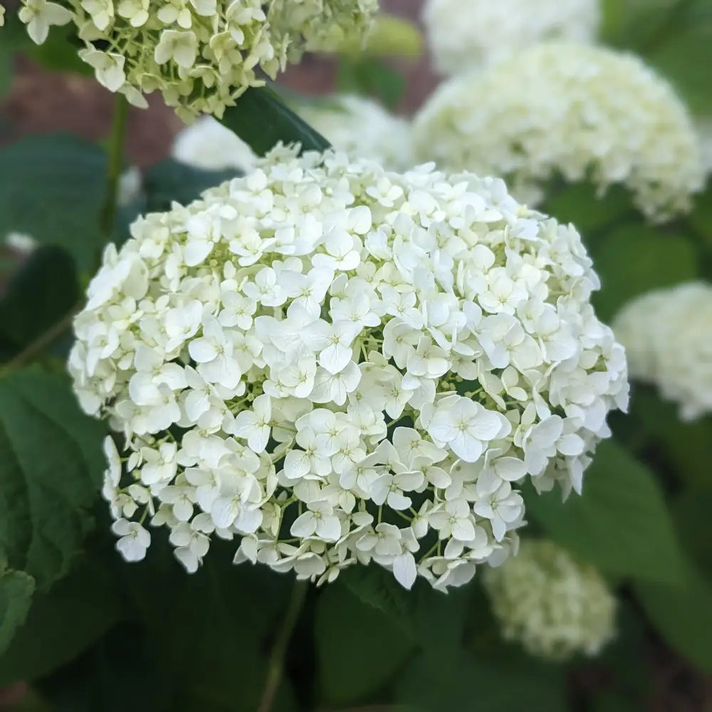 Mophead Hydrangea Annabelle Hydrangea 3 GALLON Shrub