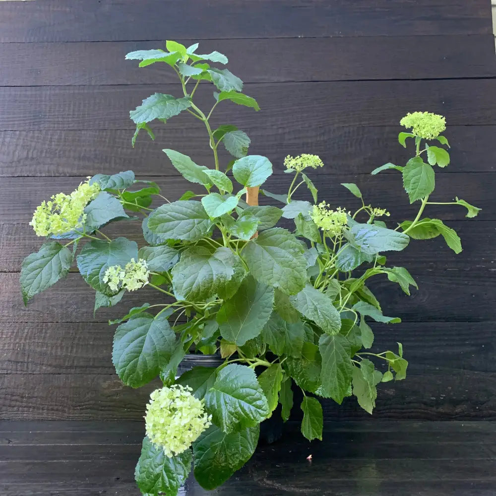 Mophead Hydrangea Annabelle Hydrangea 3 GALLON Shrub