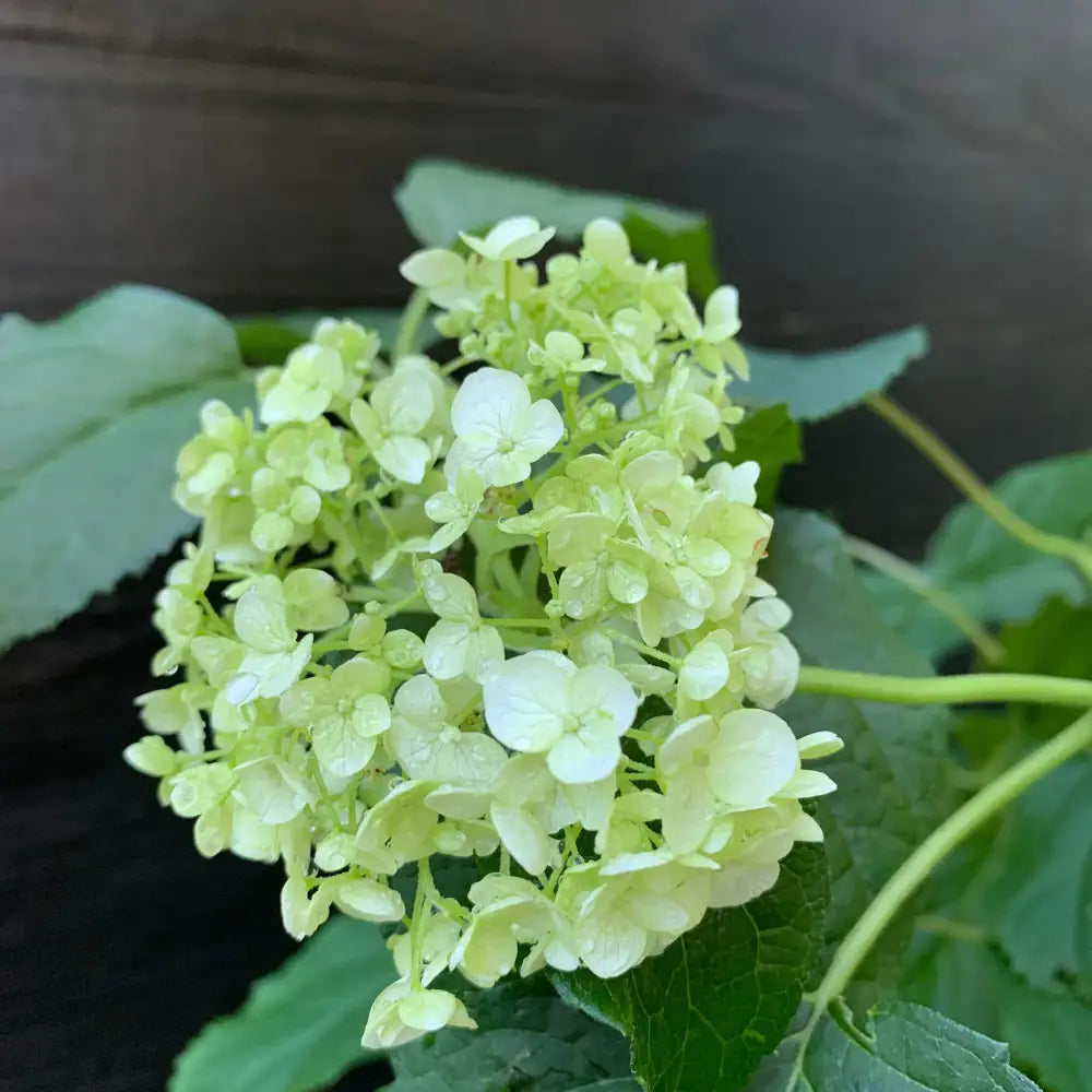 Mophead Hydrangea Annabelle Hydrangea 3 GALLON Shrub