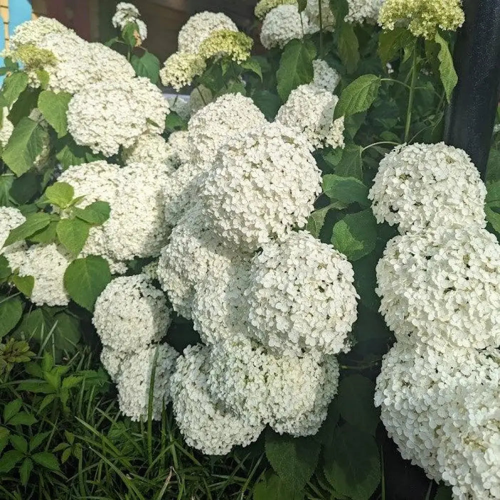 Mophead Hydrangea Annabelle Hydrangea 3 GALLON Shrub