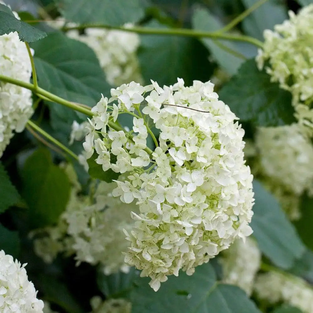 Mophead Hydrangea Annabelle Hydrangea 3 GALLON Shrub