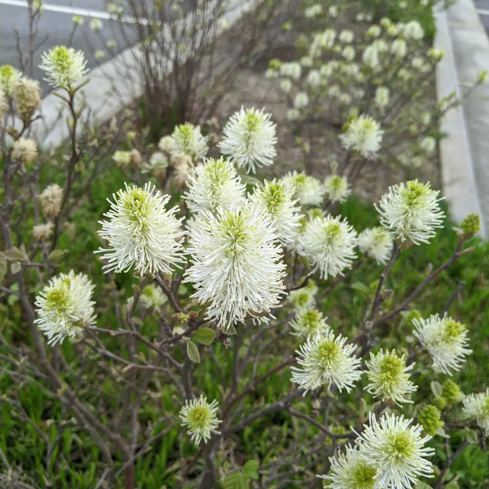 Mount Airy Fothergilla Shrub