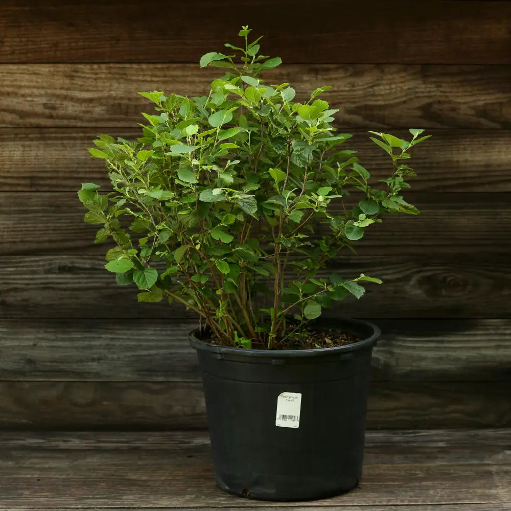 Mount Airy Fothergilla Shrub