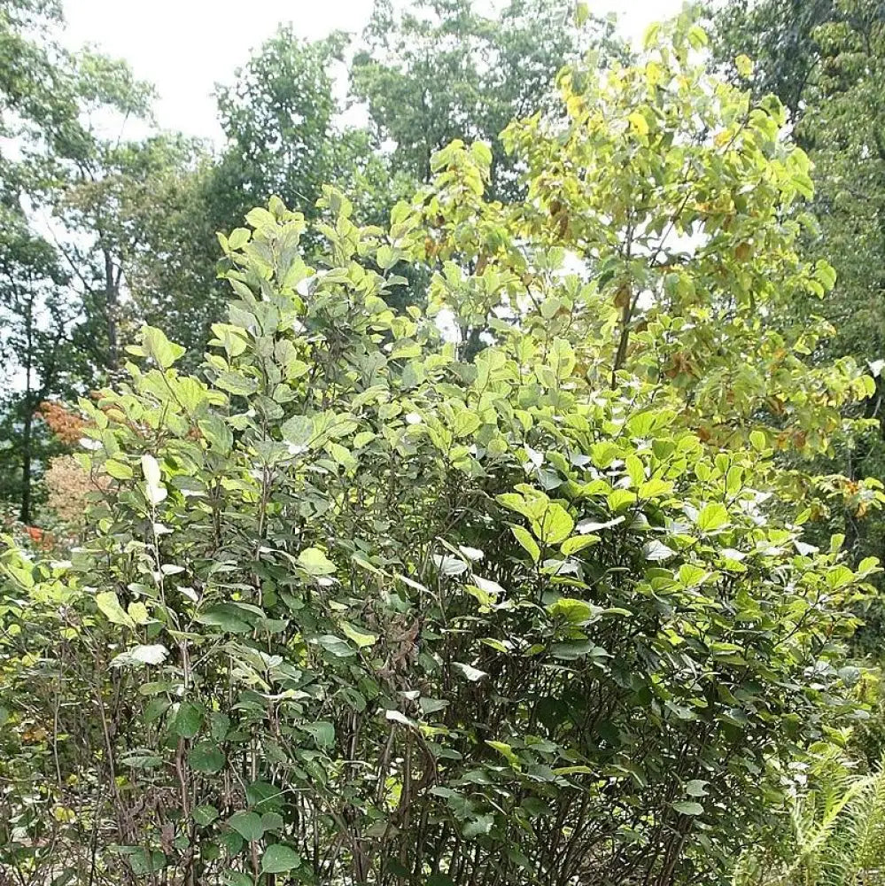 Mount Airy Fothergilla Shrub