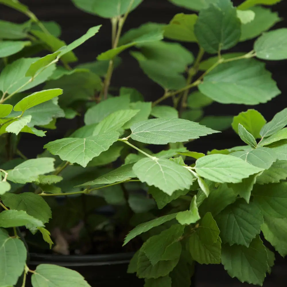 Mount Airy Fothergilla Shrub