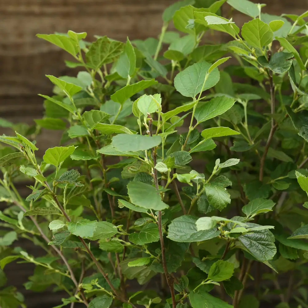Mount Airy Fothergilla Shrub