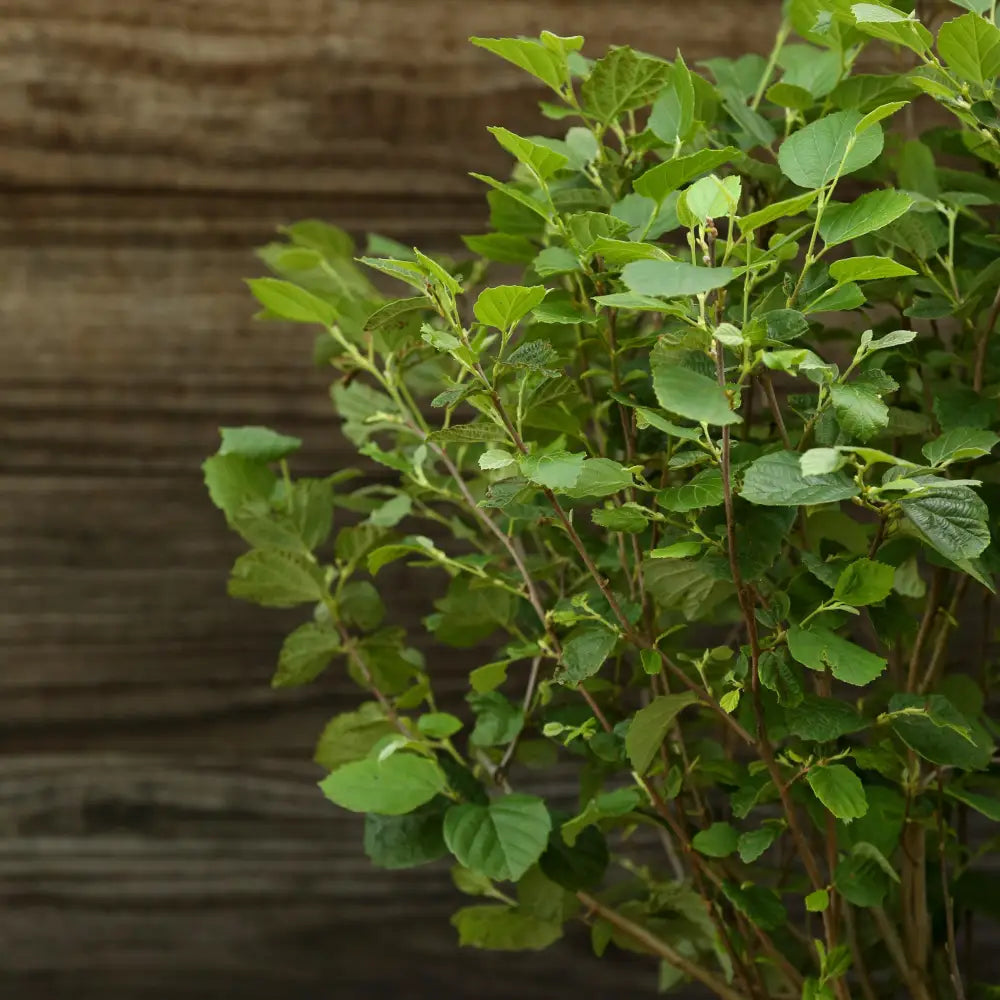 Mount Airy Fothergilla Shrub