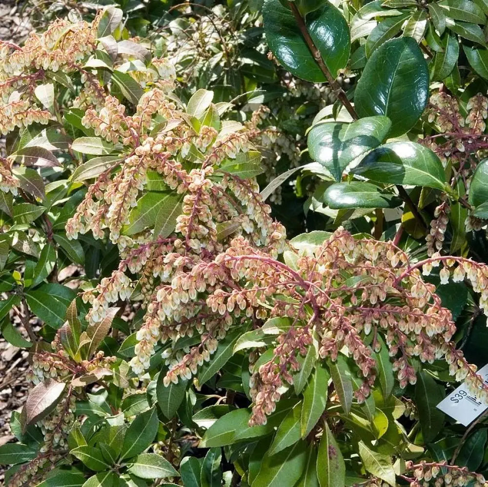 Mountain Fire Pieris Shrub