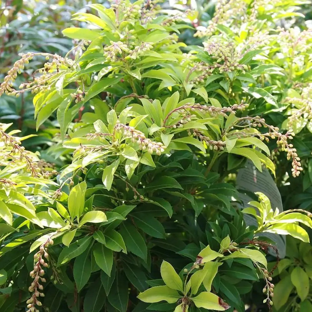 Mountain Fire Pieris Shrub