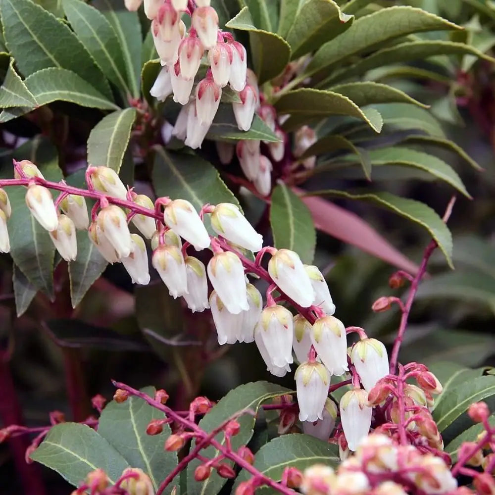 Mountain Fire Pieris Shrub