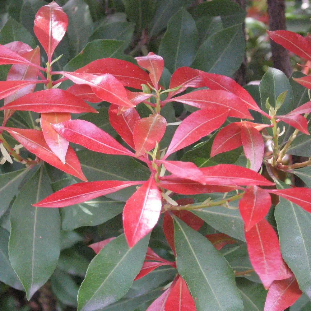 Mountain Fire Pieris Shrub