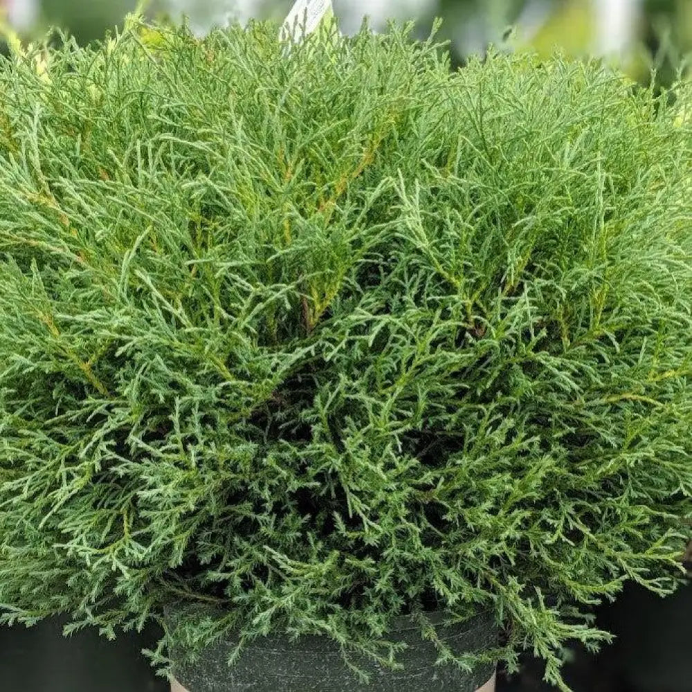 Mr. Bowling Ball® Arborvitae Shrub