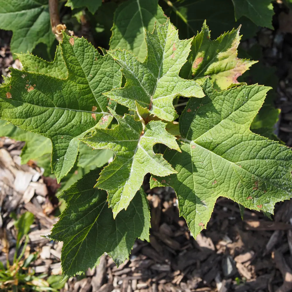 Munchkin Hydrangea 3 GALLON Shrub