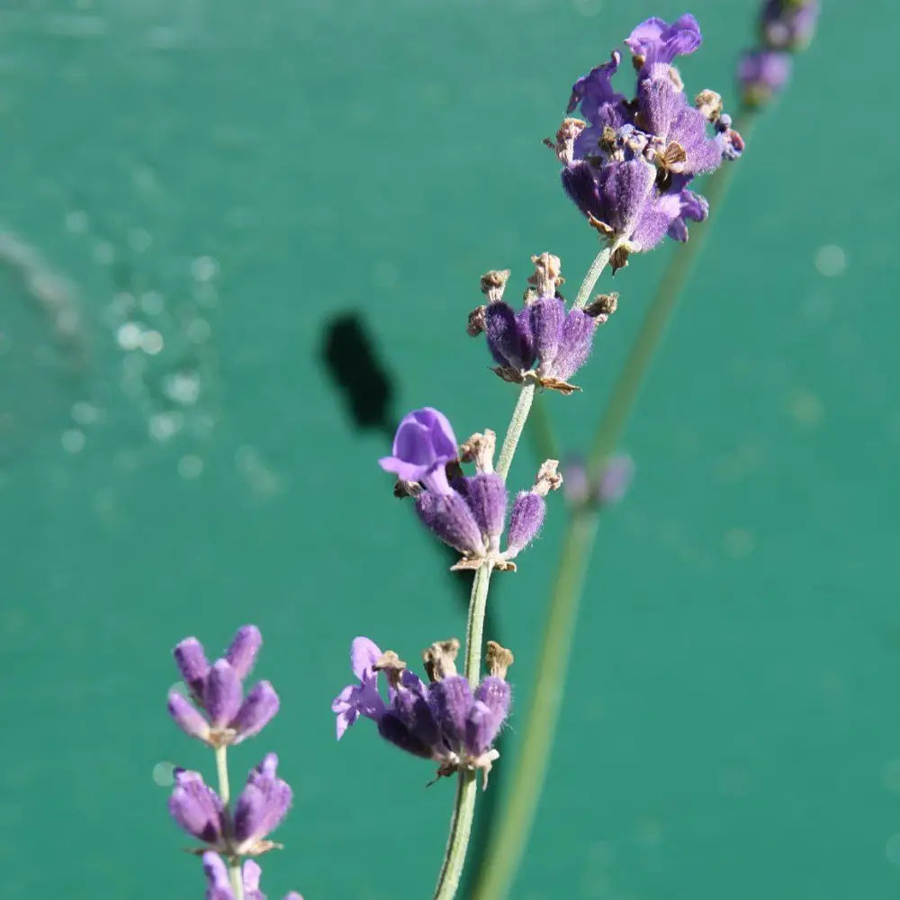 Munstead English Lavender Perennial