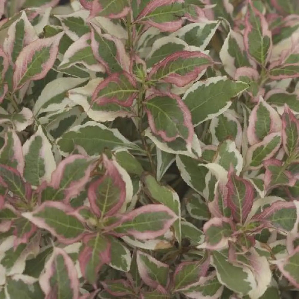 My Monet® Weigela Shrub