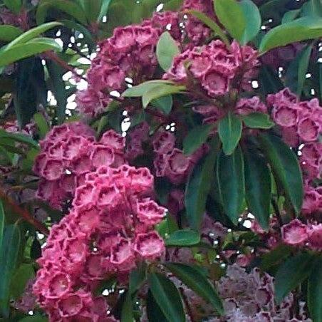 Kalmia latifolia 'Red Bandit' - Red Bandit Mountain Laurel