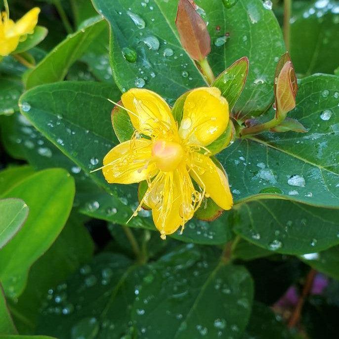 Hypericum x inodorum 'Kolmaref' - First Editions® Magical® Red Flame St. John's Wort