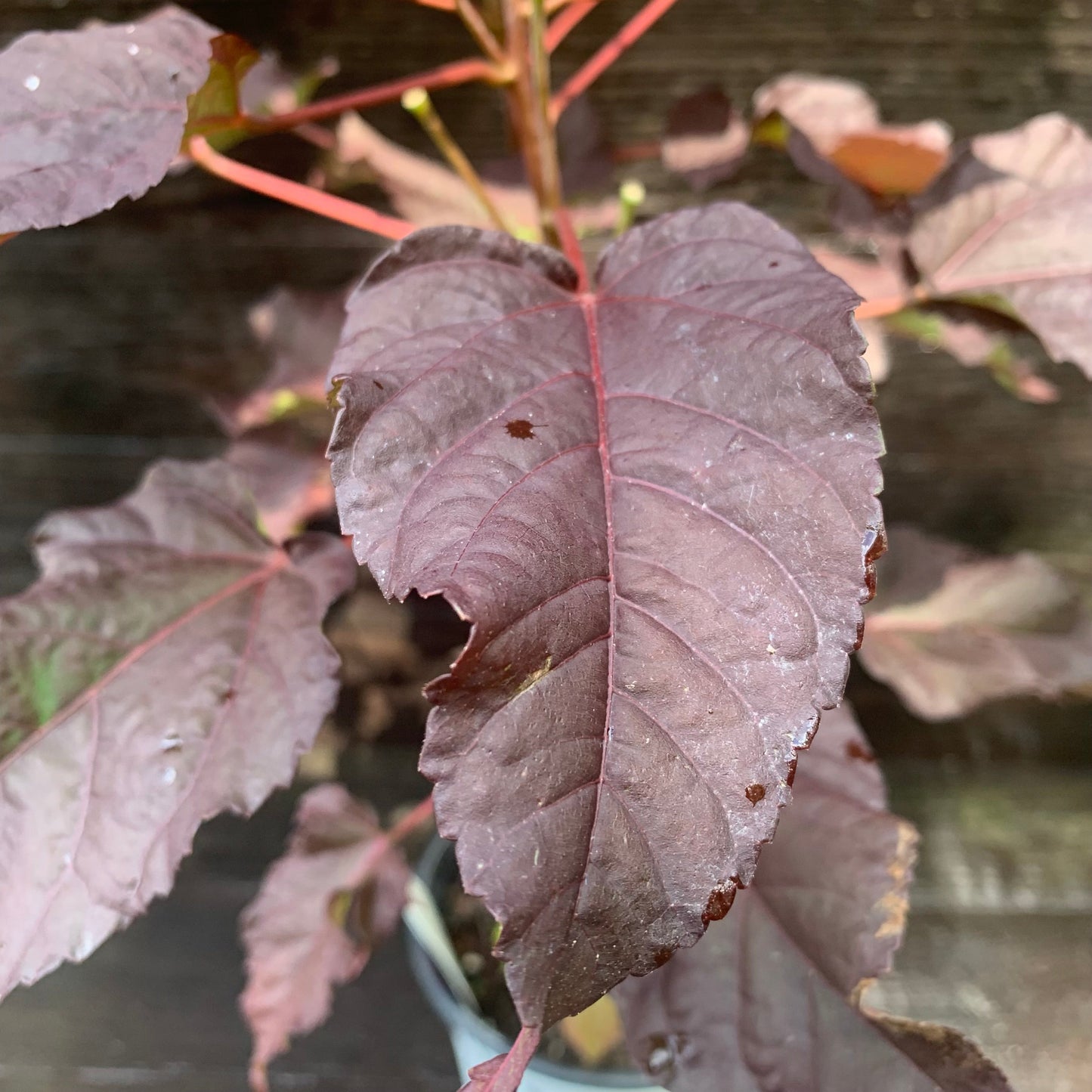 Summerific® Edge of Night Hibiscus