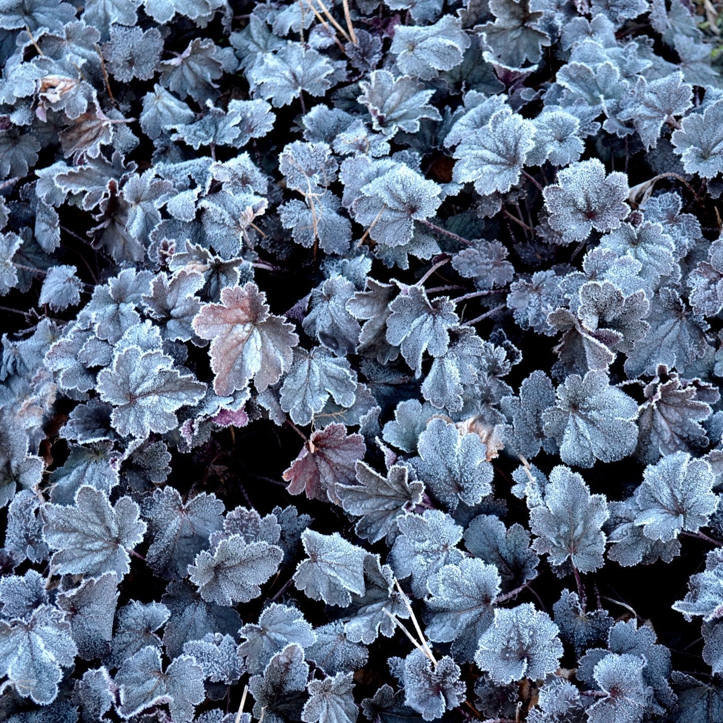 Heuchera x 'Shanghai' - CITY™ Shanghai Heuchera
