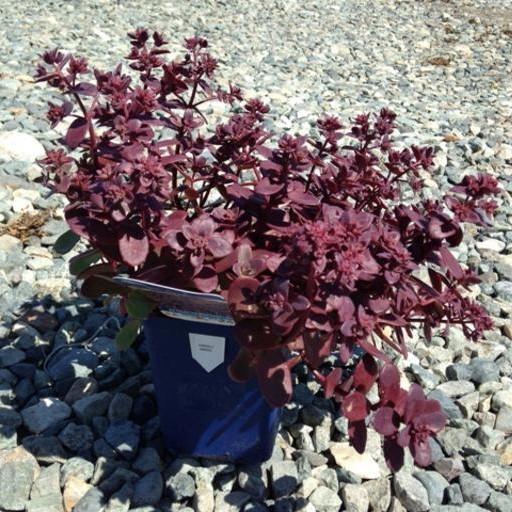 Sedum 'Firecracker' - SunSparkler® Firecracker Sedum