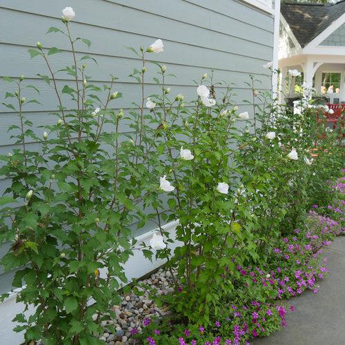 Hibiscus syriacus 'Gandini van Aart' - PW® White Pillar® Rose of Sharon