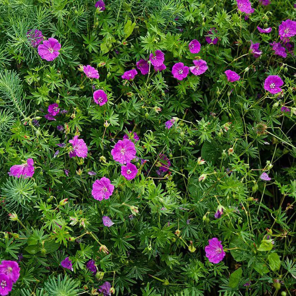 New Hampshire Purple Geranium 1 GALLON Perennial