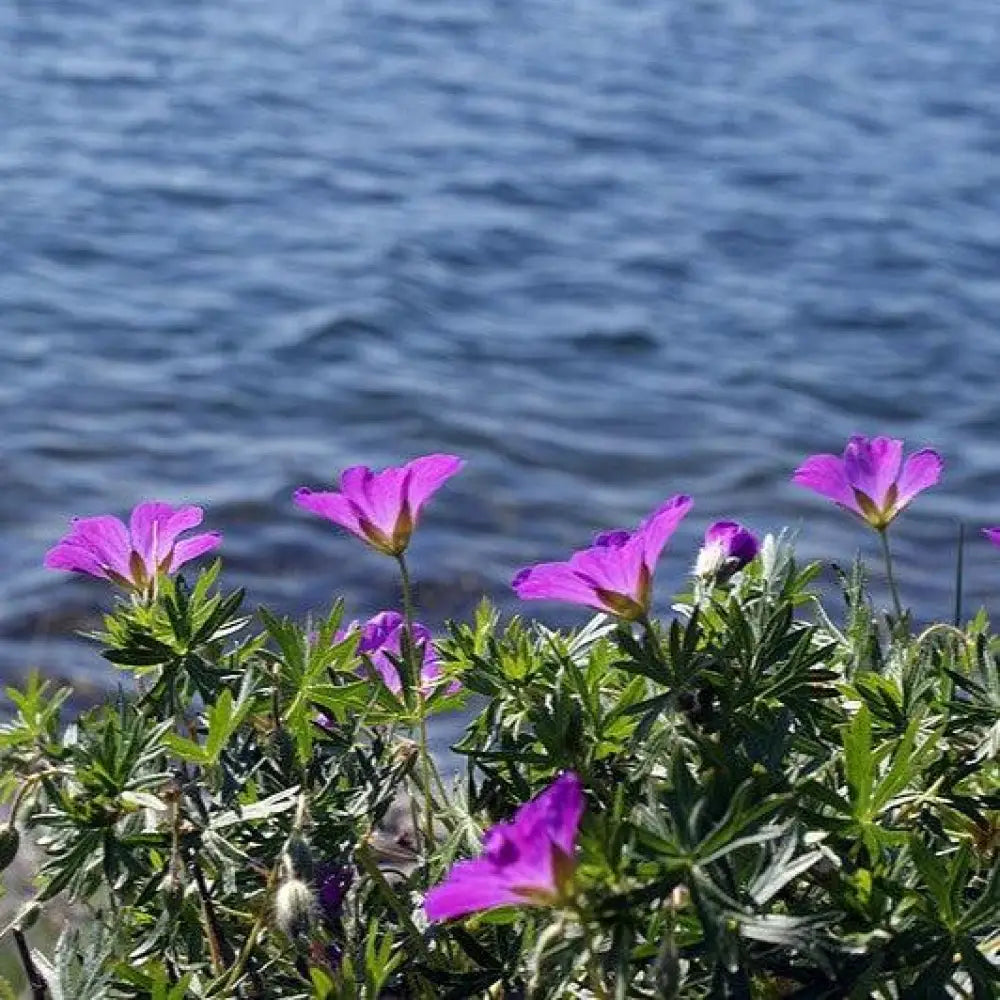 New Hampshire Purple Geranium 1 GALLON Perennial