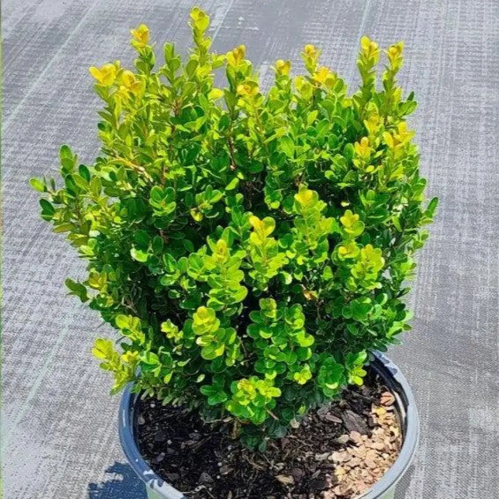 NewGen™ Freedom® Boxwood Shrub