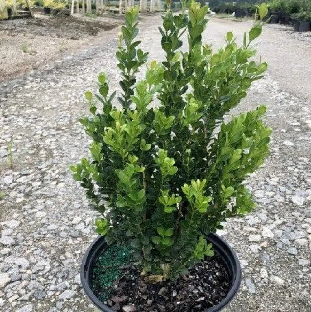 NewGen™ Freedom® Boxwood Shrub