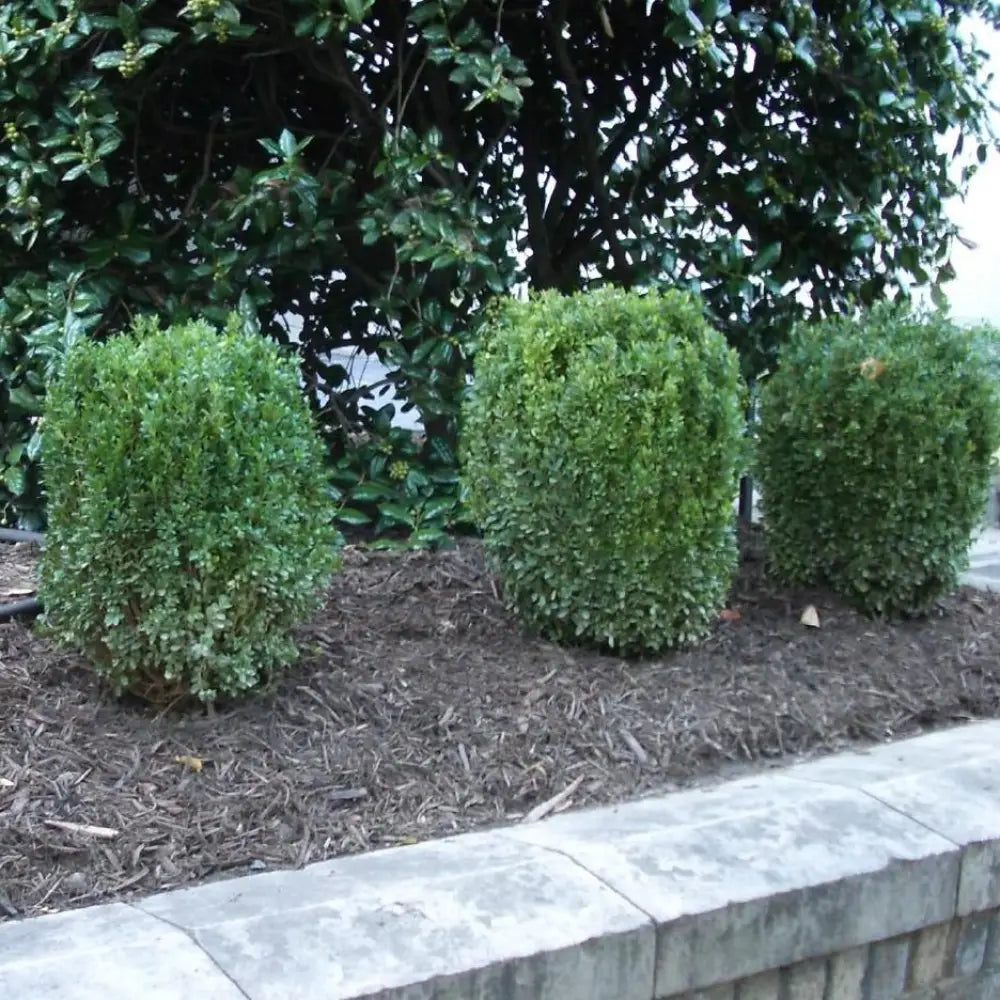 NewGen™ Freedom® Boxwood Shrub