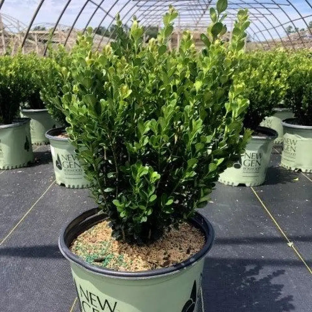 NewGen™ Freedom® Boxwood Shrub