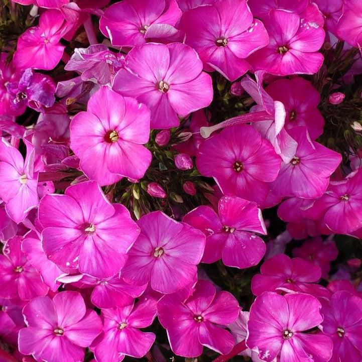 Phlox paniculata 'Volcano Pink' - Volcano® Pink Phlox