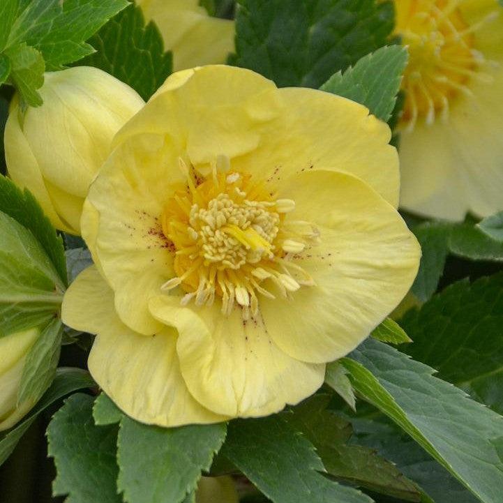 Helleborus 'California Dreaming' - Honeymoon® California Dreaming Lenten Rose