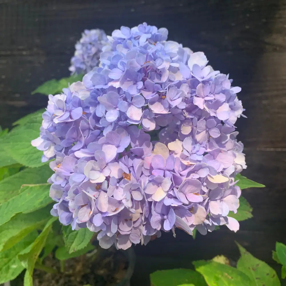 Nikko Blue Hydrangea 3 GALLON Shrub